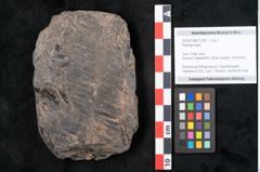 Foto (Objekt + Etikett) von Plantae indet.  (NHMW-GEO-2024-0188-11525)